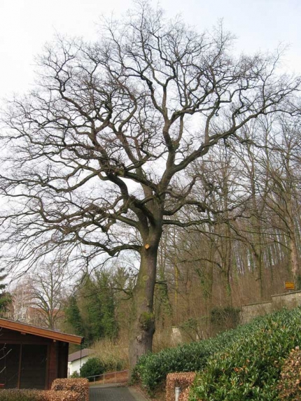 Bild 2 von Eiche beim Altenheim Vincentinerinnen